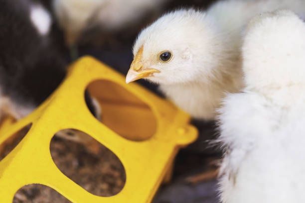 Продаю різні курчата