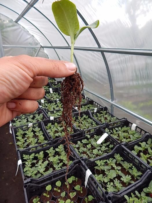 Подвой для выращивания дыни, арбуза, огурца. Универсальный подвой, арб