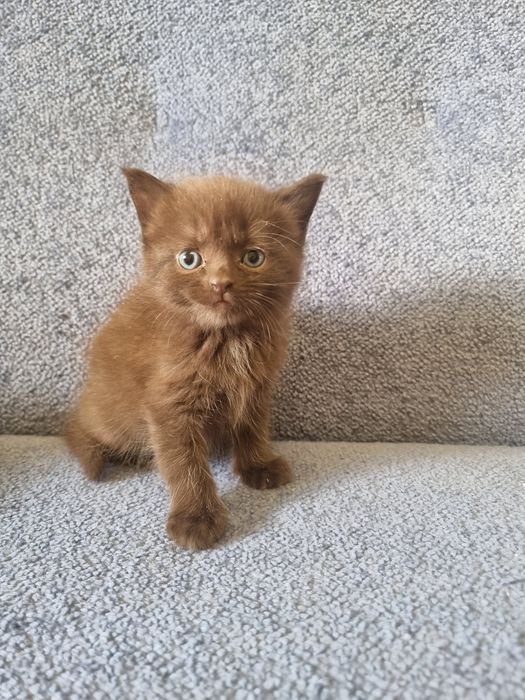 Шоколадний кот ждет семю