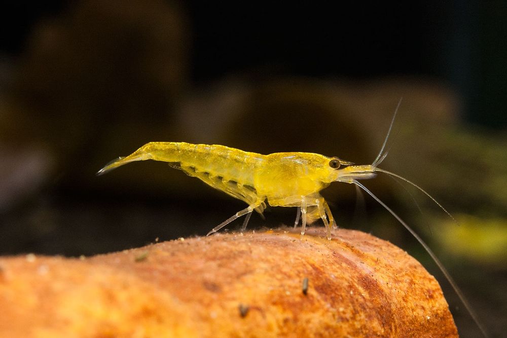 Krewetki yellow neocaridina