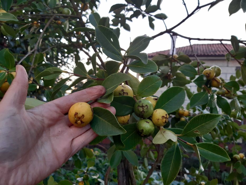 Araça amarelo (planta)