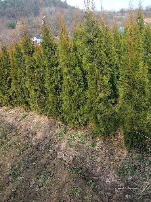 Продаж туї Смарагд