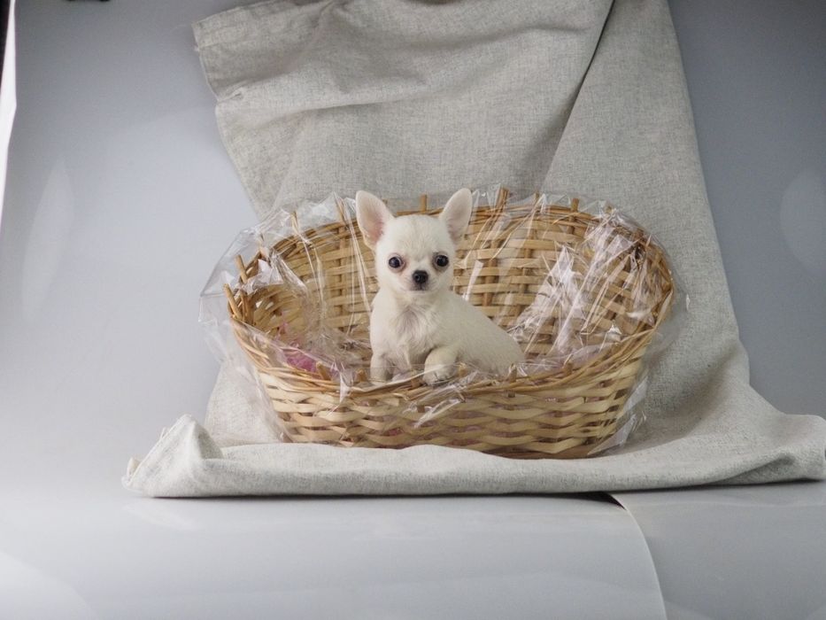 Chihuahua mini długowłosy , gładki