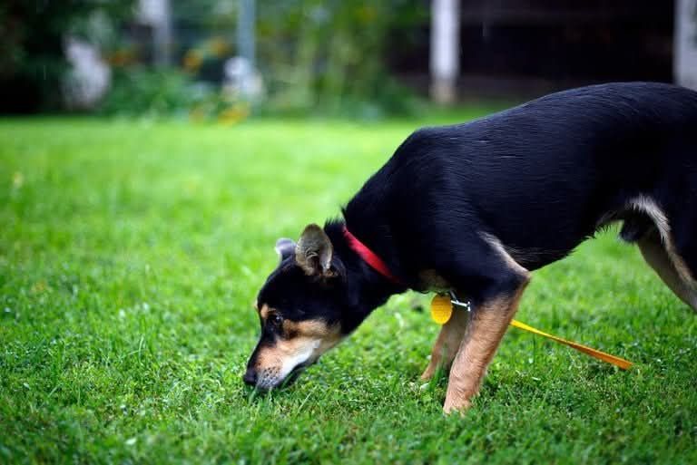 Kochany Bobi czeka na adopcje
