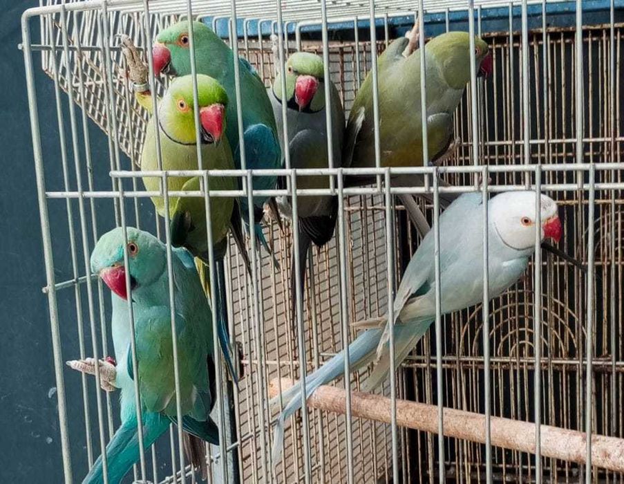 Varias aves disponível