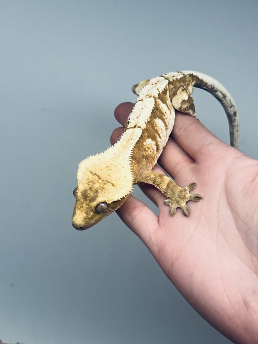 Gekon orzęsiony samiec creamsicle