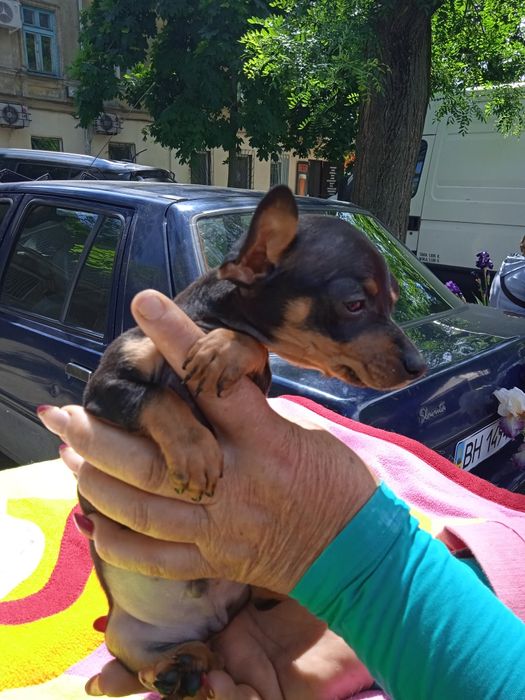 Той терьер  мини