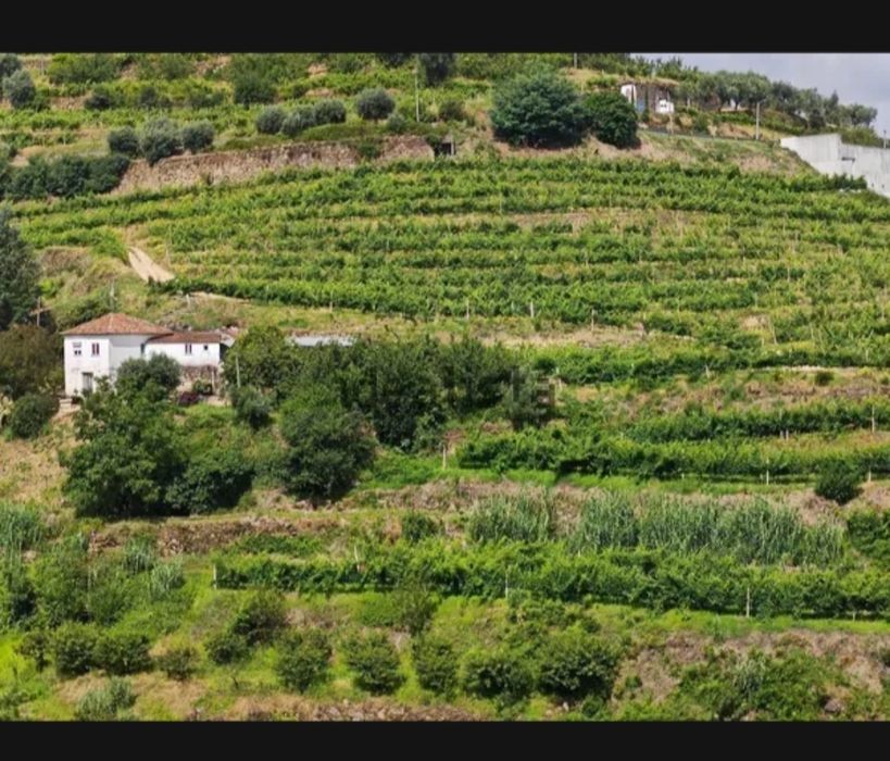 Propriedade no Douro .