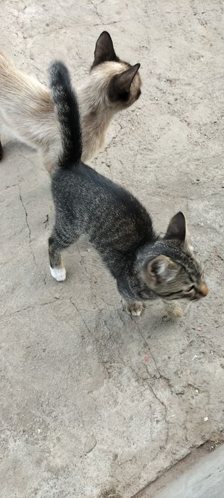 Котик сірий простий шукає родину. Безкоштовно.