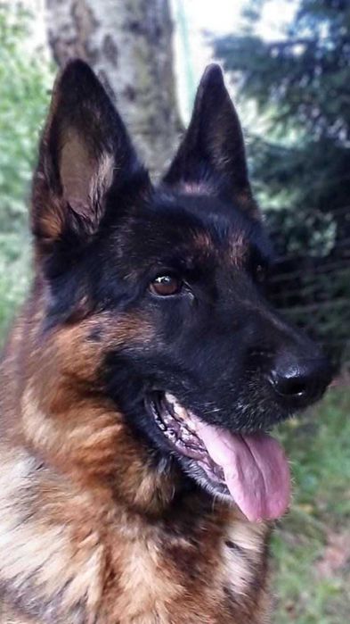 Owczarek niemiecki FCI