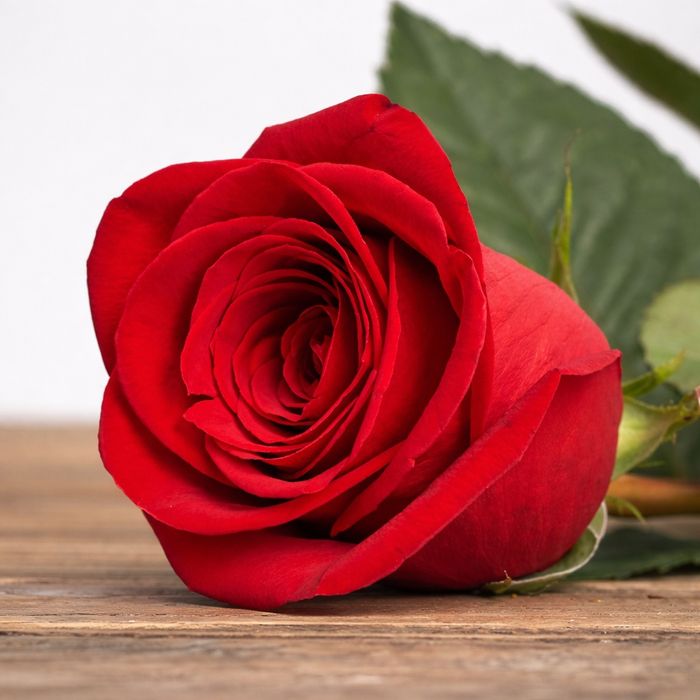 Розы поштучно, и букеты: 51, 101 роза Одесса по оптовым ценам