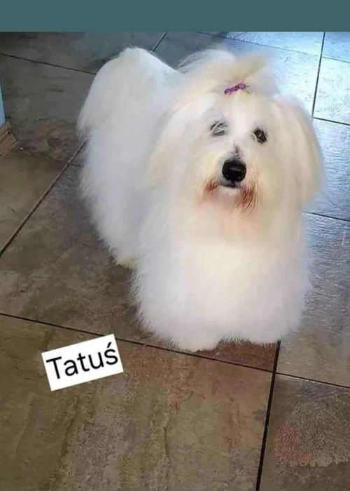 Coton de Tulear piękna suczka szczenię