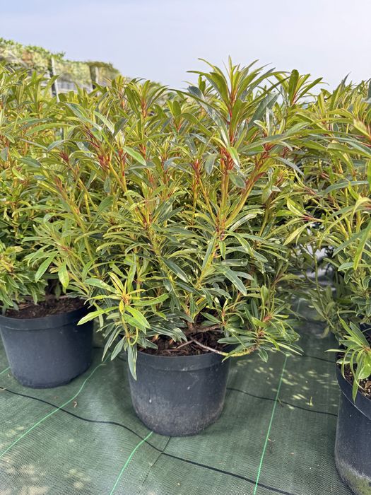 Rhododendron rozanecznik azalia