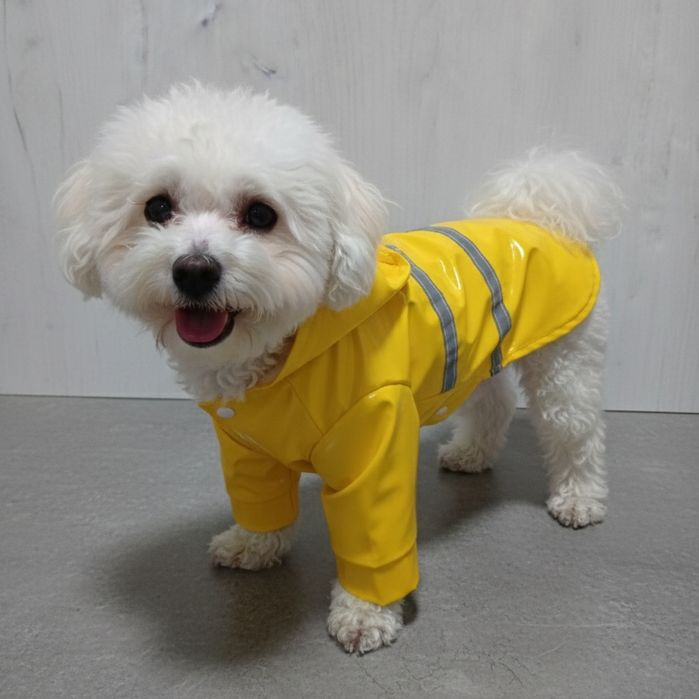 Новий одяг для собак