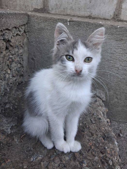 Кошенята безкоштовно