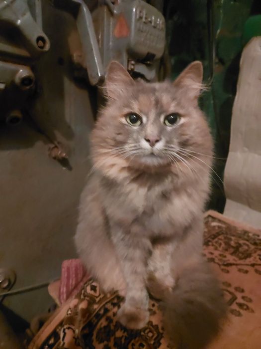 Кошечка с шахты бесплатно. Котенок даром. Кошка. Котята.