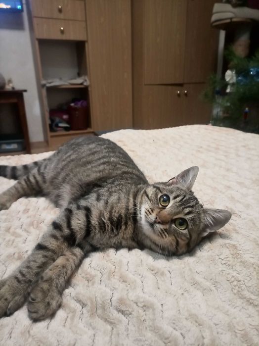 Таббі, мила кішечка, кошеня.