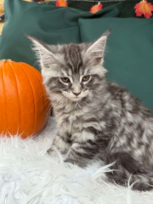 Maine Coon - kocurek