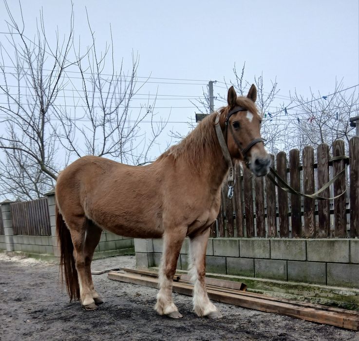 Продам спокійну кобилу