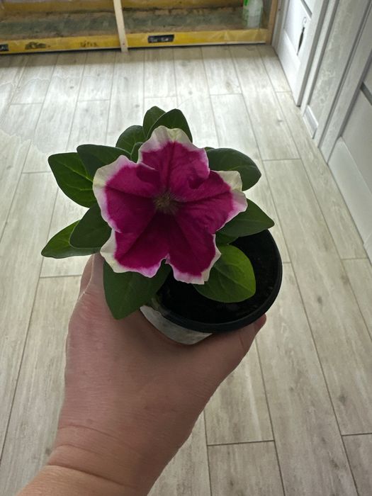 Петунія однорічна