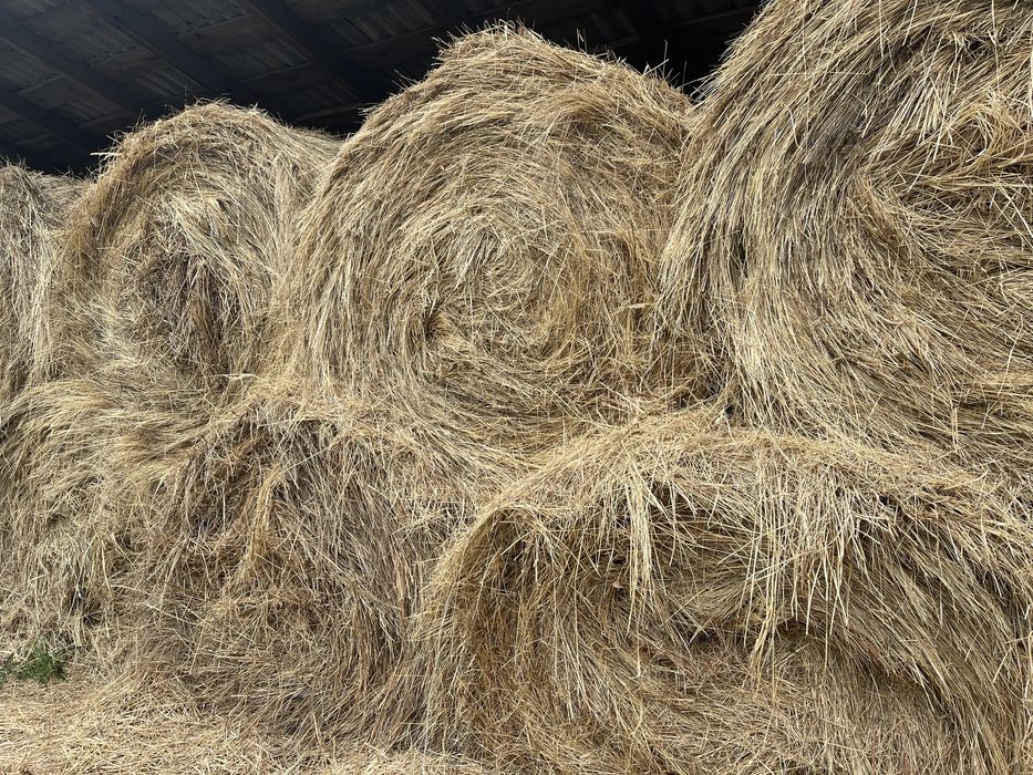 Сіно лугове 2025