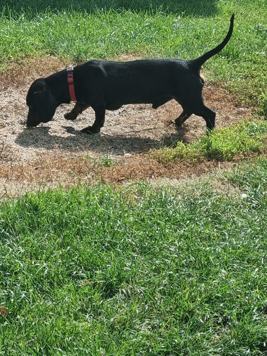 Jamnik Krótkowłosy REPRODUKTOR