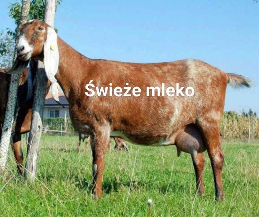 Świeże mleko kozie