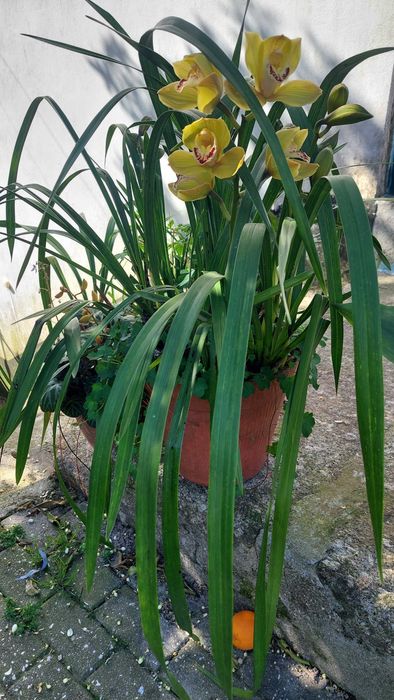Orquídeas variadas cores
