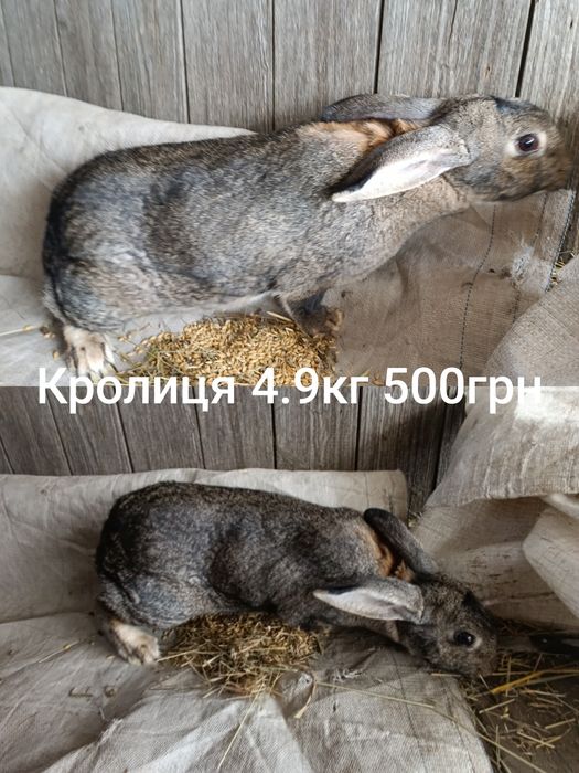 Продам кролиць  кролиць