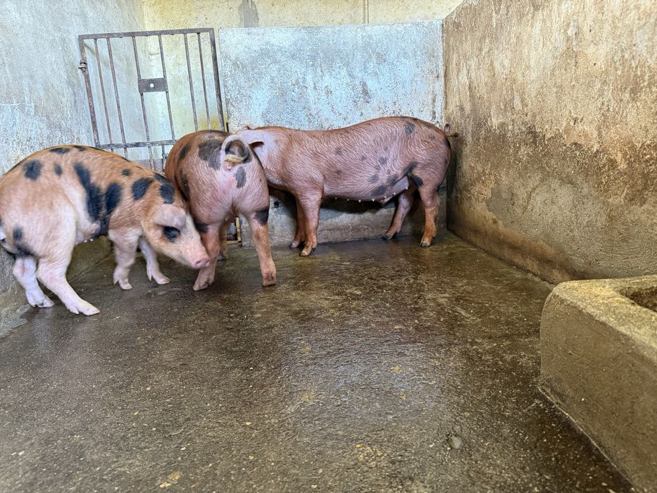 Porcos DUROC  80-120kg