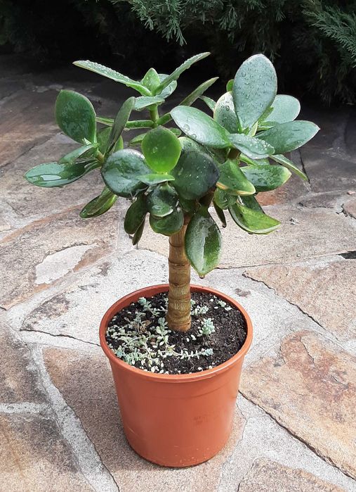 Красула Нишики Кагетсу