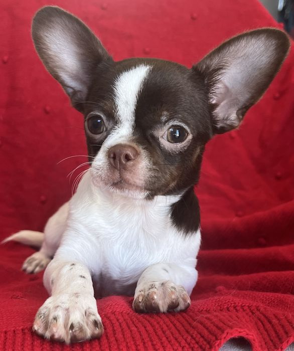 Chihuahua Macho  Pelo Curto
