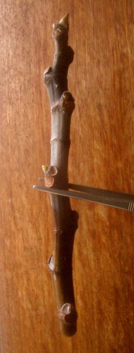 Figueira Figos Ficus Carica Brown Turkey Arvore Fruteira Estacas Mudas