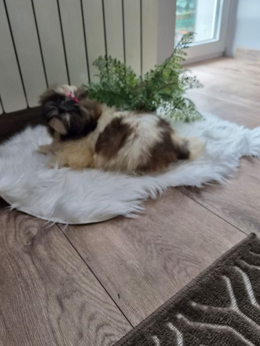 Shih tzu/Uroczy maluszek