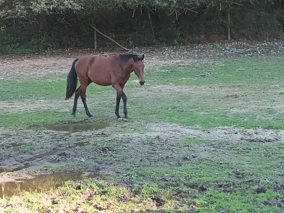 Poldro Lusitano (filho de Lord Plus)