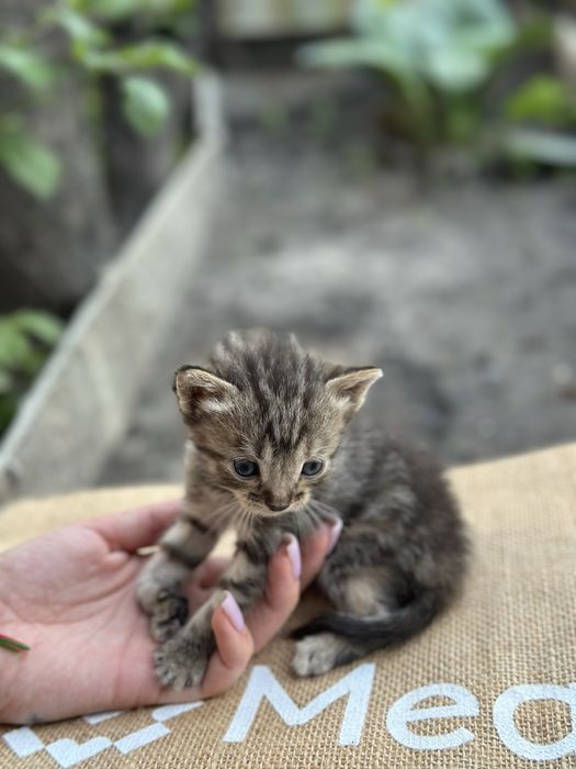 Отдам милых котят в добрые руки