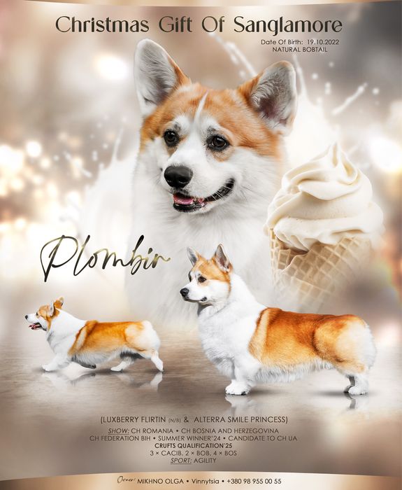 Вʼязка  кобель вельш коргі пемброк