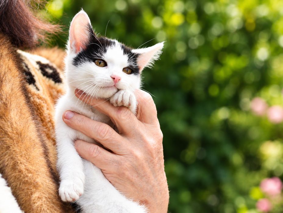 Лагідний котик в добрі руки