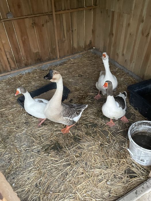 Jajka gęsie lęgowe WYSYLAM