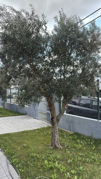 Jardineira Grande Lisboa – Manutenção, Organização de Quintais e Construção de Pequenos Jardins.
