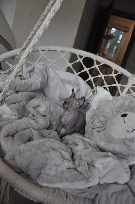 Łysy kot sfinks  wcf