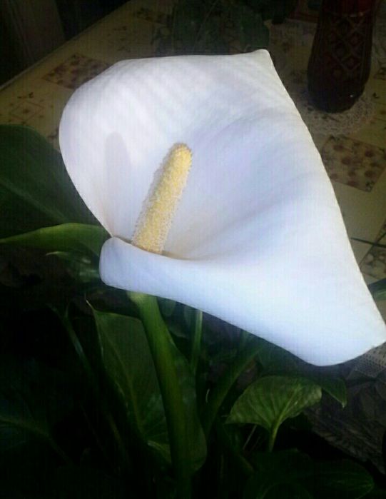 Калла квіти кали