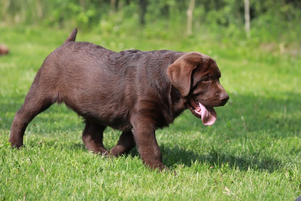 Labrador Retriever - (FCI)