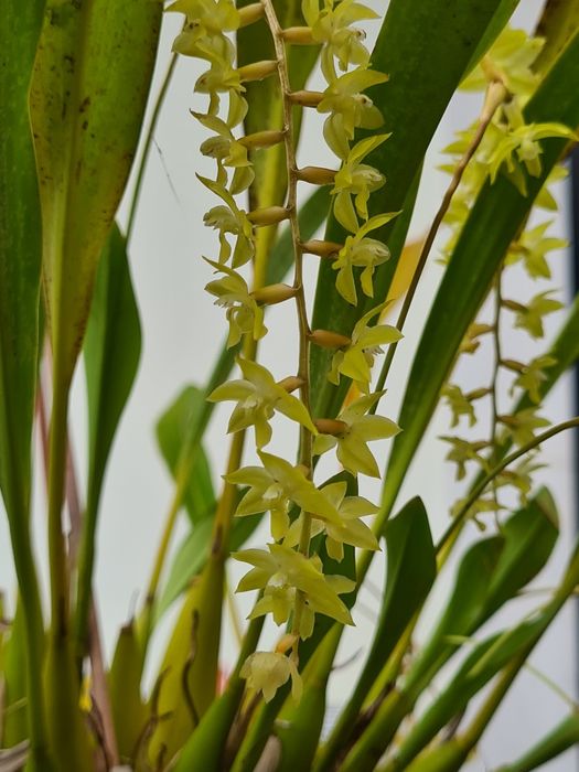 Dendrochilum pangasinanense - Orquídea montada