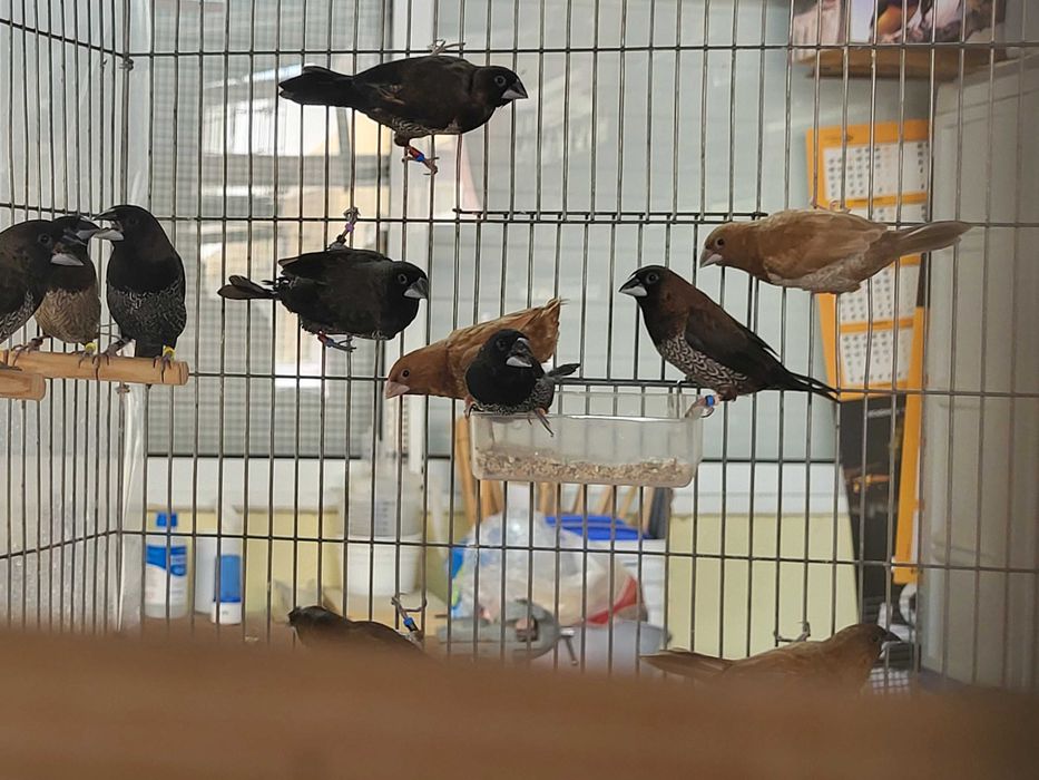 Bengalins de exposição e de amas