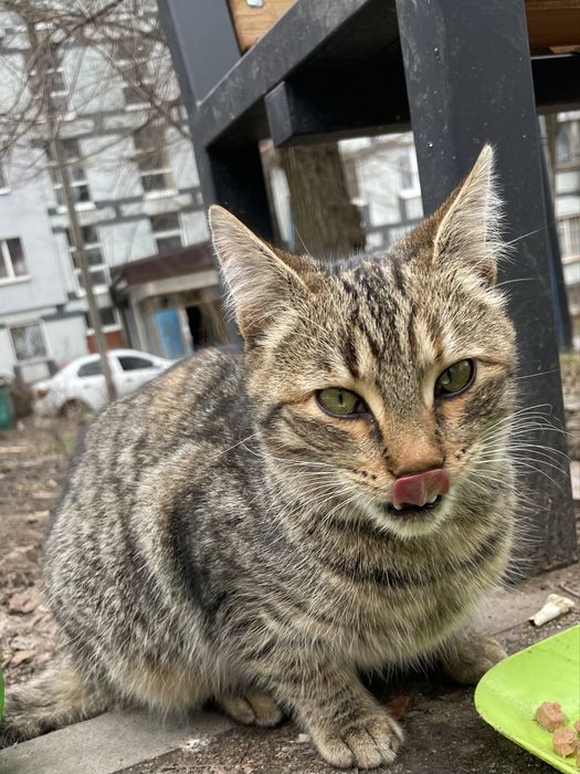 Кошеня (кішка) безкоштовно!