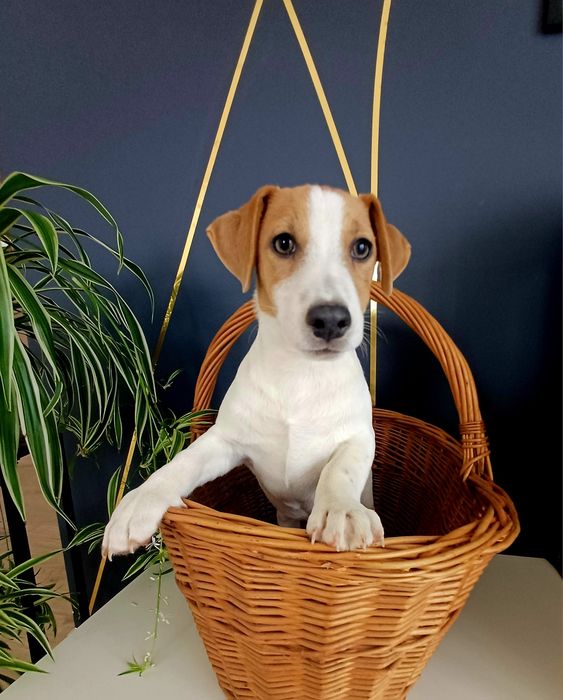 Piesek Jack Russell Terier 4 miesieczne