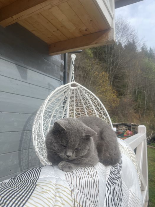 Здам будиночок в Карпатах