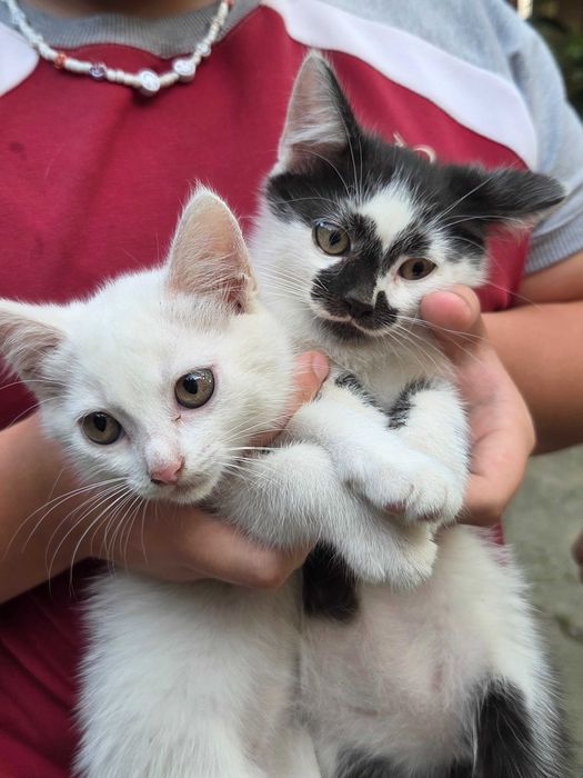 Віддаю котиків в хороші руки БЕЗКОШТОВНО(2місяці)