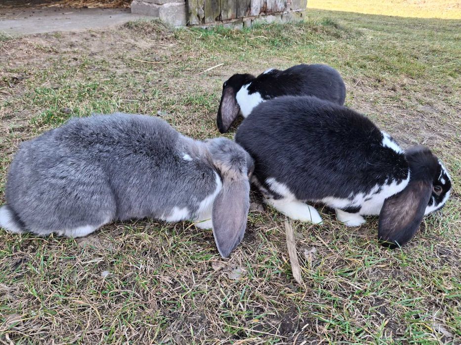 Króliki na sprzedaż